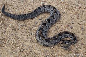 baby timber rattlesnakes