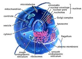 nucleus