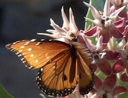queen butterfly pictures