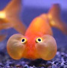 drole-poisson