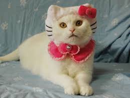 hello kitty cat