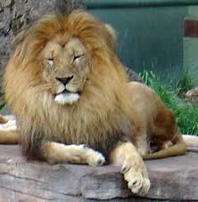 الثدييات Lion