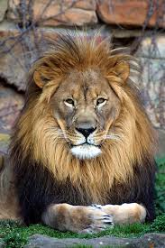 lions tigers