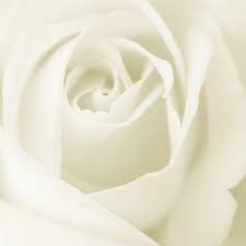 white rose