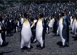 real penguin pictures