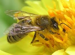 honey bees