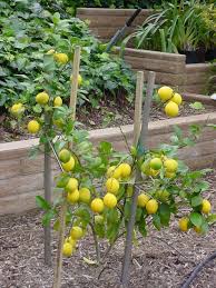 citrus lemon tree
