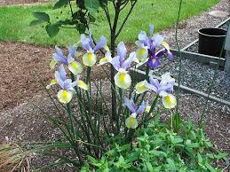 dutch iris pictures