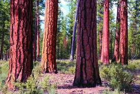 ponderosa pine forest
