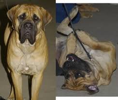 mastiff dogs
