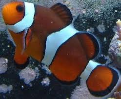 types of tropical fish