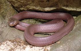 red spitting cobra
