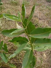 milkweed plant pictures