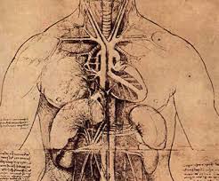 human anatomy drawings