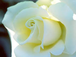 white rose flower