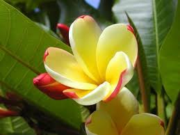 pictures of plants and flowers