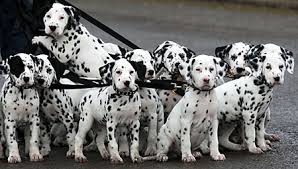 dalmatians