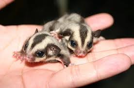 sugar gliders