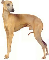 italian greyhound