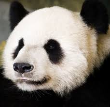 panda