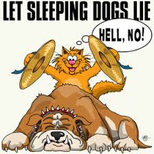 funny cats and dogs