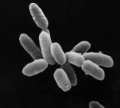 external image halobacteria1.jpg