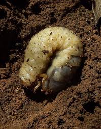 beetle larvae pictures