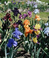 bearded iris