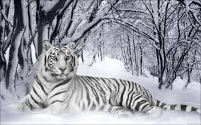 white tiger wallpaper