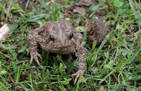 frogs toad pictures