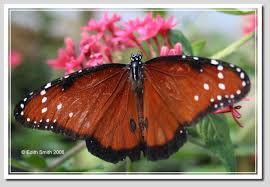 queen butterfly pictures