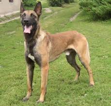 Belgian Malinois Information