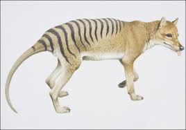 animals extinction