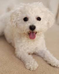 bichon