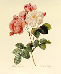 redoute
