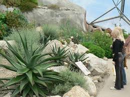 desert plants