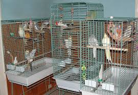 cockatiel