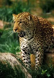 rainforest animal pictures