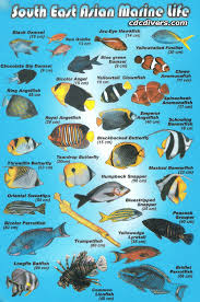 tropical fish identification pictures
