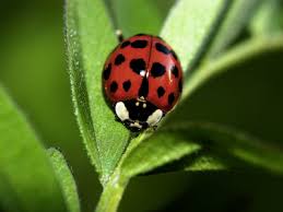 lady bug pictures