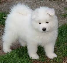 samoyed dogs