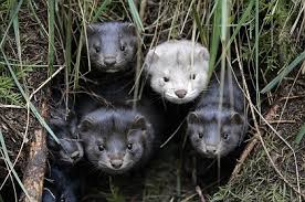 mink