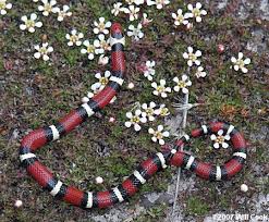 coral snake kingsnake