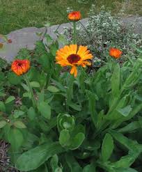 calendula