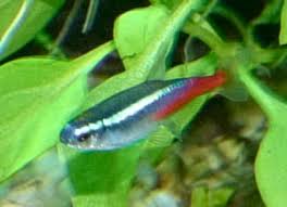 types of tropical fish