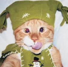 pictures of funny cats
