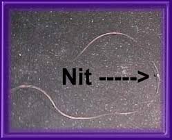 nit