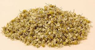 chamomile