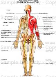 human anatomy drawings