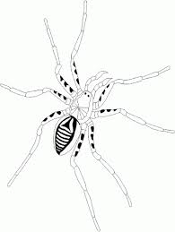 free spider pictures